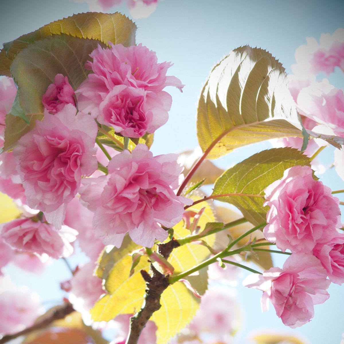 Pretty in Pink: Cherry Blossom Photography & Symbology